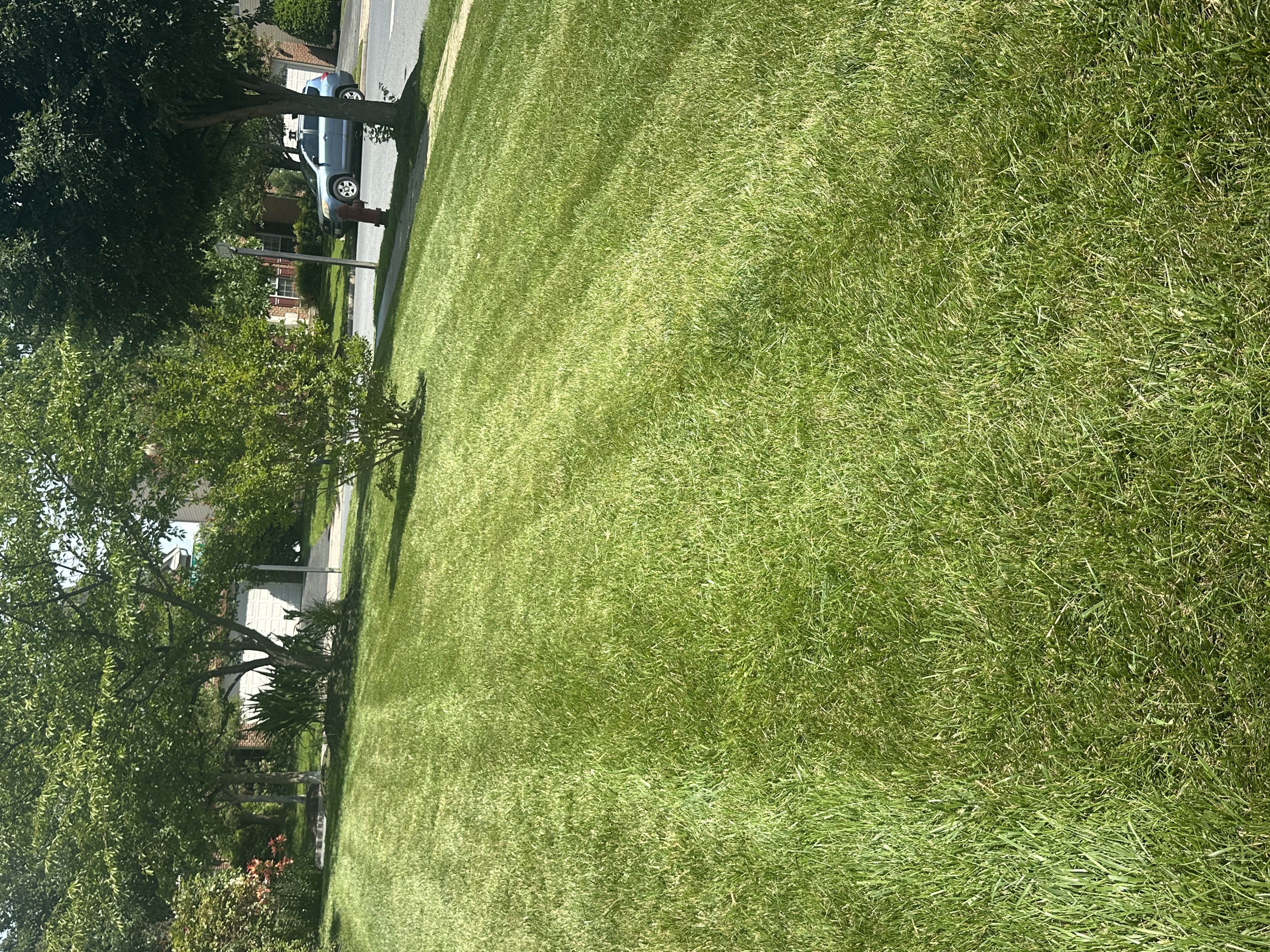 Lawn Mowing